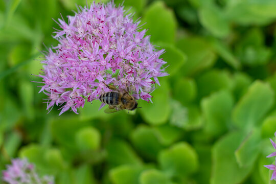 Bee on Sedum Flower