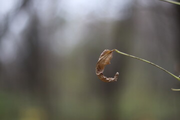 Small yellow leaf on blurred background