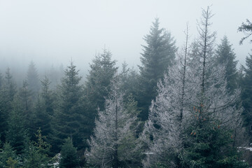 Obraz premium Mystischer Harz im Nebel mit Tannenbäume