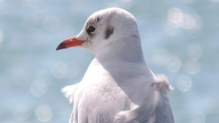 Mouette