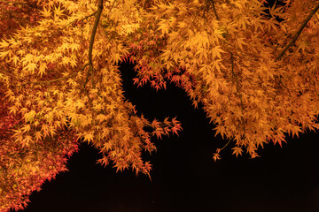 紅葉　ライトアップ