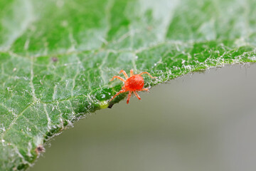 The red mite is found on wild plants in North China