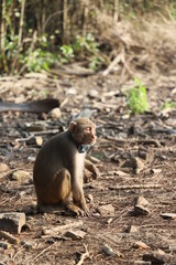 Stop animal cruelty concept- A jungle monkey wearing plastic pieces around it's neck tied by human  