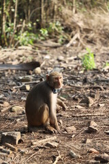 Stop animal cruelty concept- A jungle monkey wearing plastic pieces around it's neck tied by human  