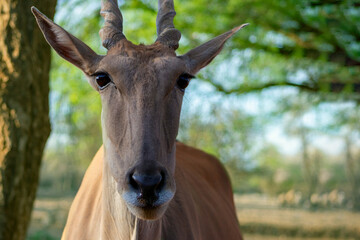Close up of the Greater kudu (antelope) standing in African bushes.