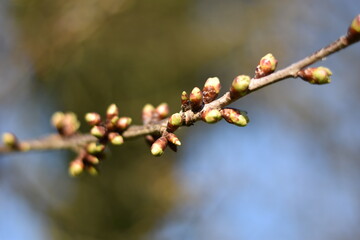 Knospen einer Kirsche