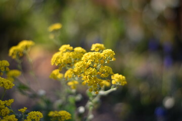 Blume mit gelben Blüten