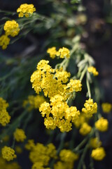 Blume mit gelben Blüten