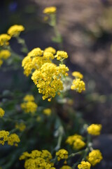 Blume mit gelben Blüten