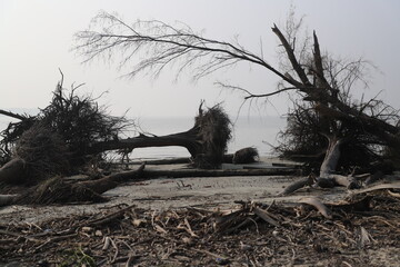 Uprooted trees after a destructive Cyclone named 