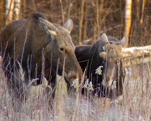 mother and son elks in the wild