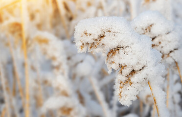 Snow-covered reeds in a winter field