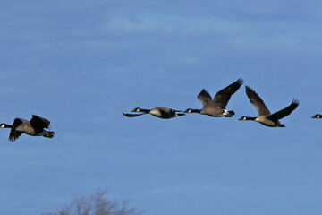 Canada geese flying together against a blue sky
