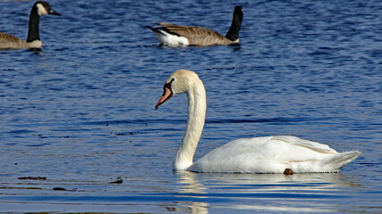 One mute swan in a blue pond