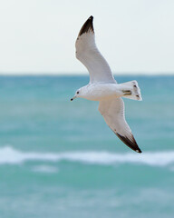 Closeup of a seagull gliding