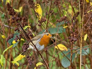 A European Robin (Erithacus rubecula) in a rural garden in Wakefield, West Yorkshire.