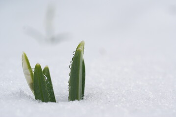 flower in snow