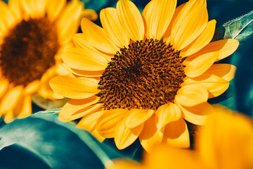 sunflower in the garden, nature background, toned process