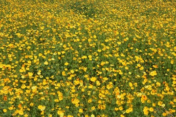 yellow flowers background