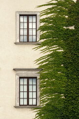 Fototapeta na wymiar Windows with floral