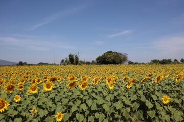 Fototapeta na wymiar field of sunflowers and blue sky