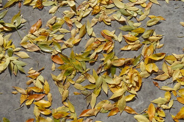 Brown, yellow and green fallen leaves of ash tree on concrete pavement in October