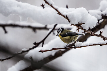Cyanistes caeruleus 2