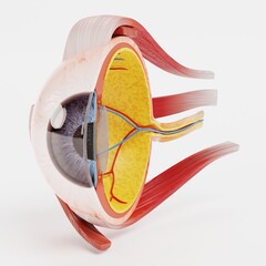 Realistic 3D Render of Eye Section