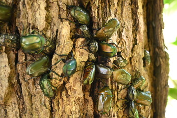 カナブンとハナムグリ