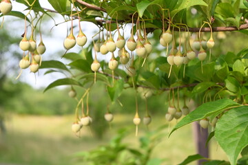 垂れ下がるたくさんの実