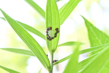 カメムシとその卵
