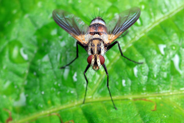 Flies on plants in the nature, North China Plain