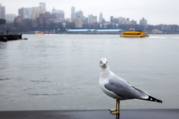 seagull on the pier, in New York