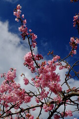 青空に映える河津桜のアップ写真