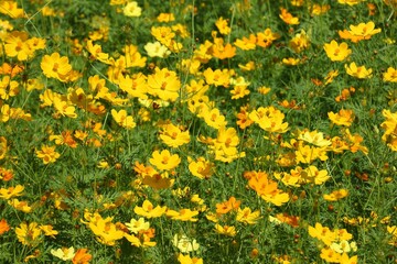 yellow flowers background