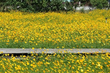 Obraz premium field of yellow flowers