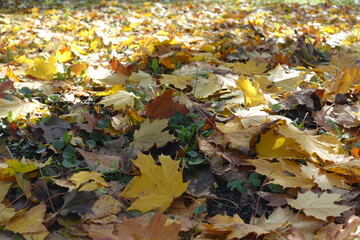 Cover of fallen leaves of maple on the ground in mid October