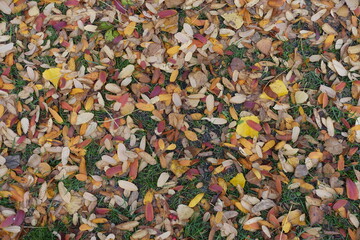 Background - fallen leaves of rowan covering the ground in October