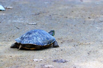 Turtle