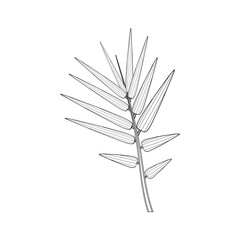 Bamboo top. Branch with bamboo leaves. Isolated on white background. Vector.