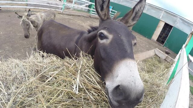 Donkeys in an aviary on a farm