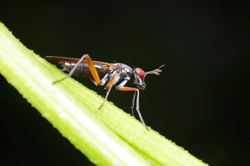 Flies on plants in the nature, North China Plain