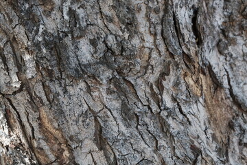 bark of a tree