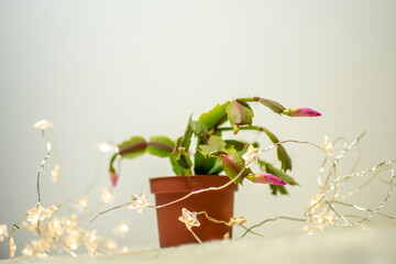 Christmas cactus in brown flowerpot with blooming pink flowers surrounded by christmas lights