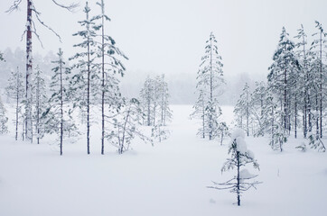 Fototapeta na wymiar Winter landscape. Forest, snow