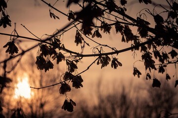 sunset in the forest