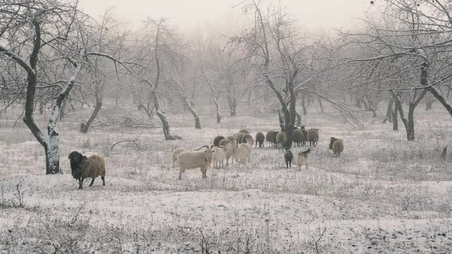 A herd of goats and rams graze in winter in a snow-covered Apple orchard