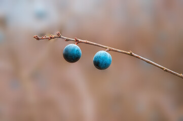 a fresh tasty berry fruit at a bush in autumn