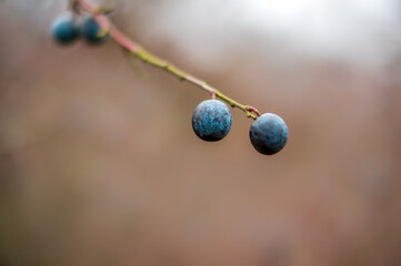 a fresh tasty berry fruit at a bush in autumn