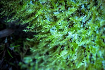 green moss on the tree